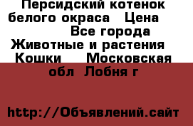 Персидский котенок белого окраса › Цена ­ 35 000 - Все города Животные и растения » Кошки   . Московская обл.,Лобня г.